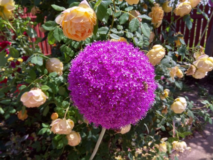 IMG_20180527_141605_HDR